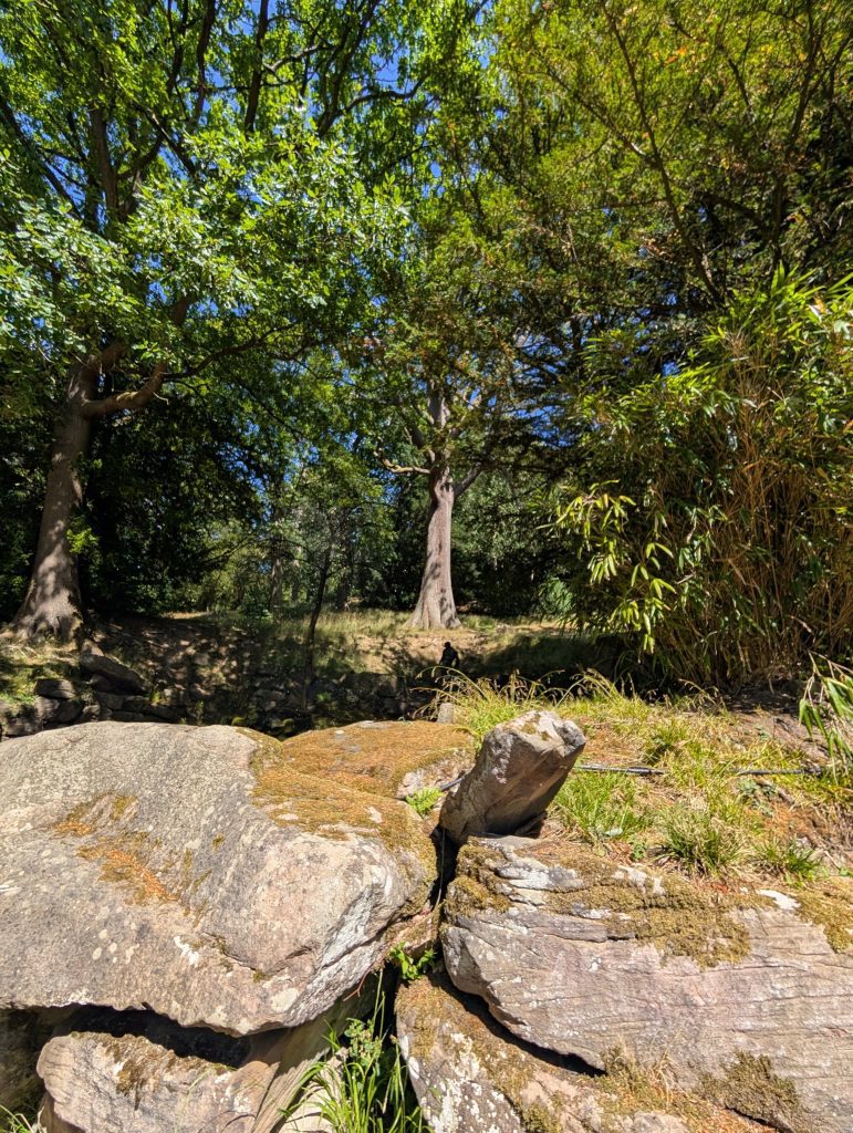 Greenery in Chatsworth grounds