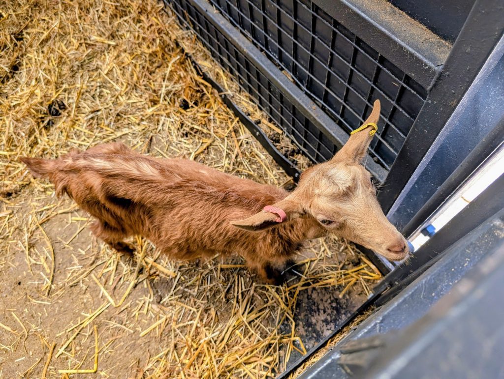 A baby goat in the farmyard